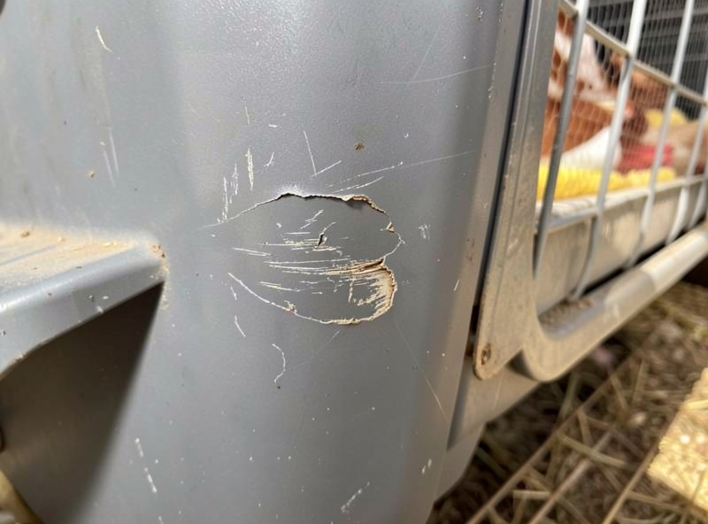 Torn and scratched worn spot in cheap coop vinyl near the pop door where chicken nails have damaged the wear layer